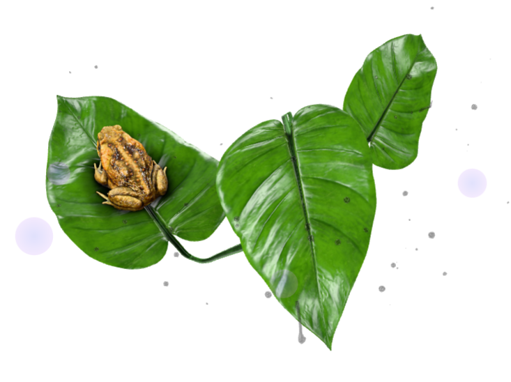Toad