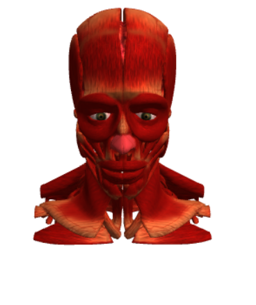 Face Split Model