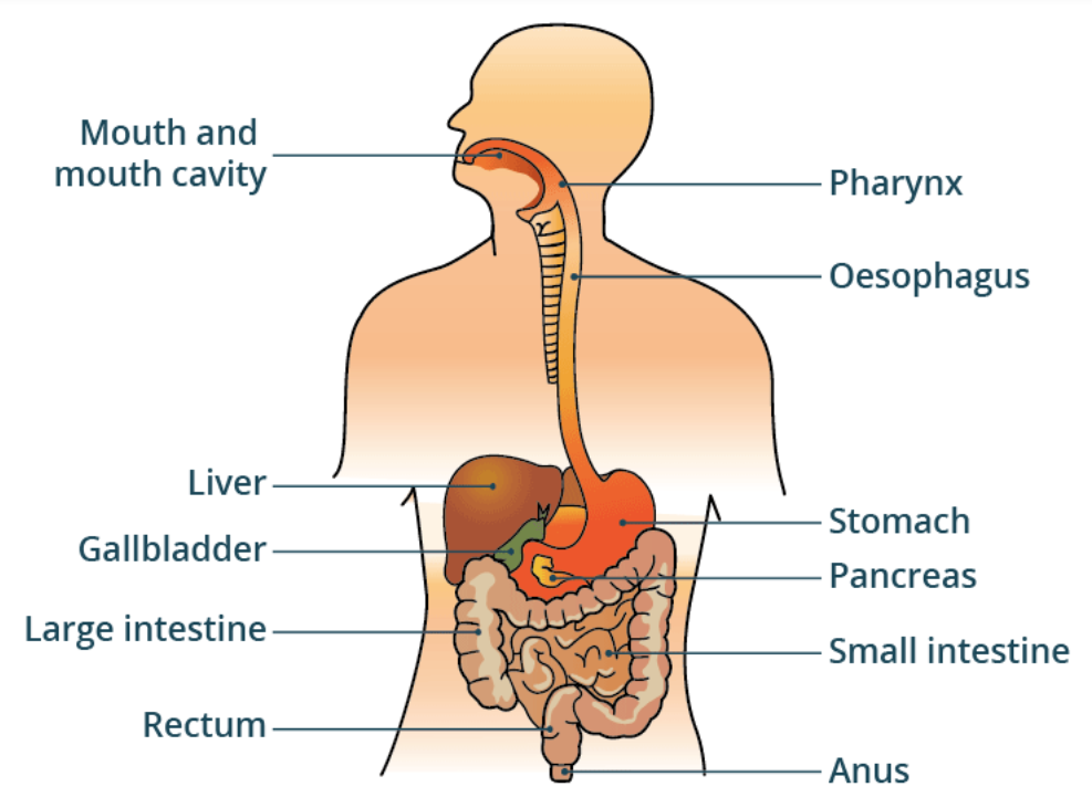 Human Digestive System