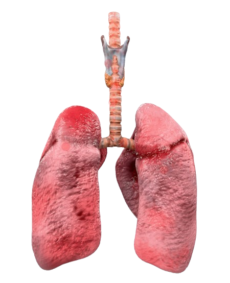 Lungs