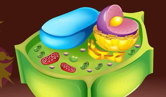 Cell And Its Organisation (Odia)
