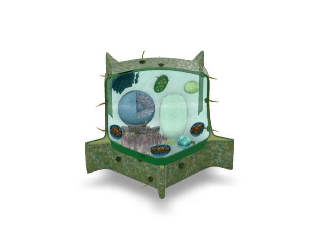 Plant Cell Strucutre